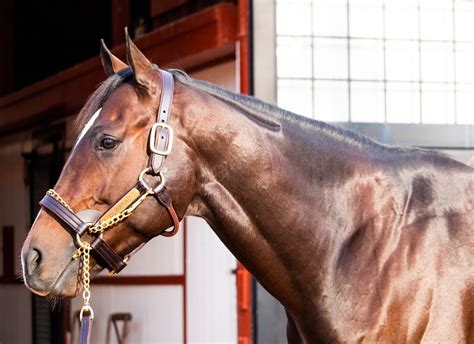 american pharoah stud fee 2023|tapit stud fee 2023.